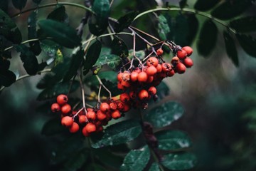 red berries on a branch