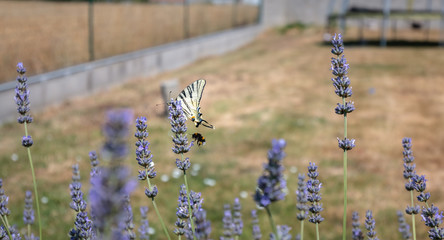 butterfly Iphiclides podalirius flying in a lavender foot in summer