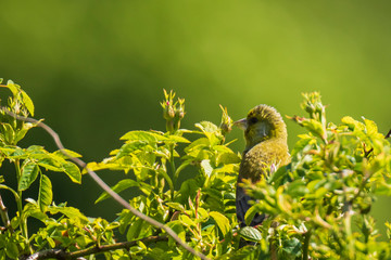 Greenfinch Chloris chloris bird singing