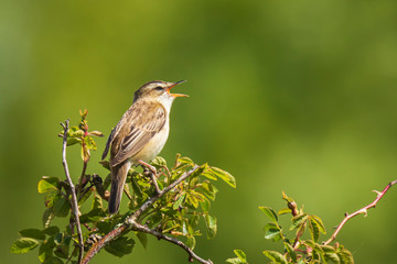 Sedge Warbler, Acrocephalus schoenobaenus, singing