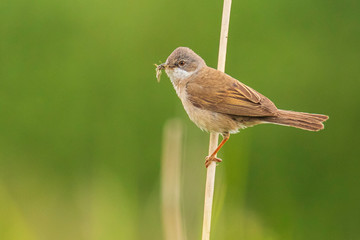 Whitethroat bird, Sylvia communis, foraging in a meadow