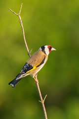Fototapeta premium European goldfinch bird, (Carduelis carduelis), perched eating seeds during Springtime season