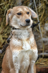 scuffed light brown dog half-breed on a background of hay