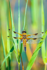 Naklejka premium Close-up of a four-spotted chaser dragonfly insect, Libellula quadrimaculata