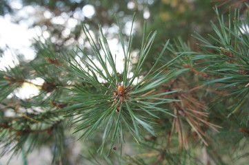 Naklejka na ściany i meble branch of pine