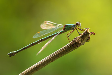 Chalcolestes viridis western willow emerald damselfly spreadwing
