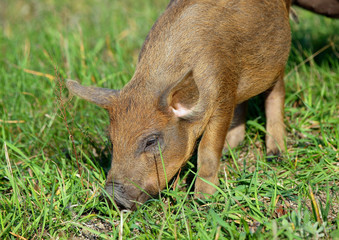 Domestic  pig feeds on natural feed in natural environment
