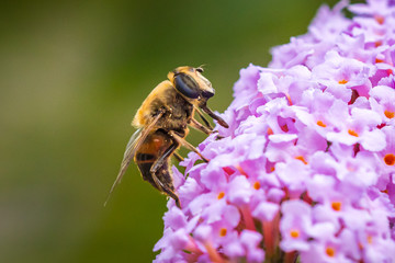 Drone fly Eristalis tenax insect pollination on a sunny day