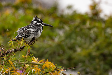 A pied kingfisher sitting on a branch in front of out of focus bushes in Kenya
