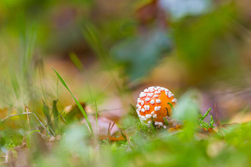 amanita muscaria, fly agaric or fly amanita basidiomycota muscimol mushroom