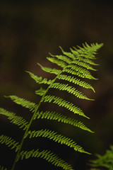 Close up of fern
