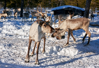Reindeer on a reindeer farm in Siberia