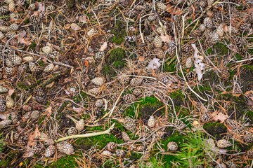Spruce tree forest floor during Autumn season