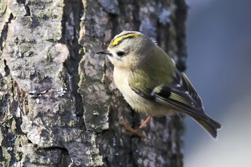 Goldcrest
