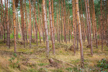 Naklejka premium Spruce trees forest on a sunny day