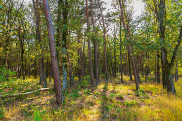 Fototapeta premium Wide angle image of a beautiful forest in Fall season with sunlight passing through the trees