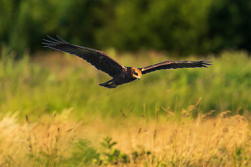 Western marsh harrier, Circus aeruginosus, hunting