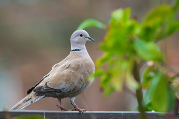 Eurasian collared dove Streptopelia decaocto perched closeup