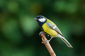 Obraz premium Great tit Parus major bird closeup