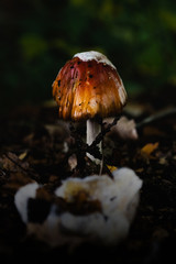 Macro shot of a mushroom