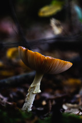 Macro shot of a beautiful mushroom