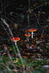 Mushrooms in the forest