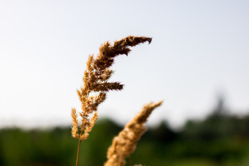 Close up of a plant