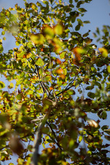 Looking up shot of a tree 