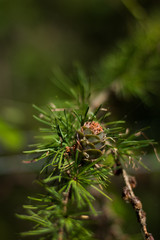 Close up of a branch