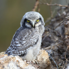 northern hawk owl 