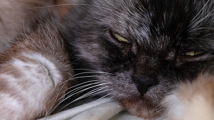 Close-up, portrait of thoroughbred cats simultaneously depicts a sleeping animal.