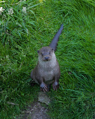 Otter in the grass