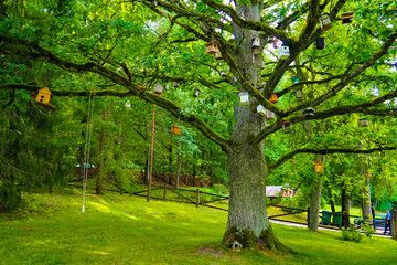 A large green tree and many birdhouses, Latvia.