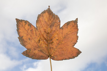 Leaf with sky in the background