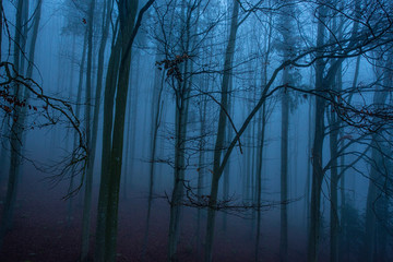 an old foggy forest - autumn