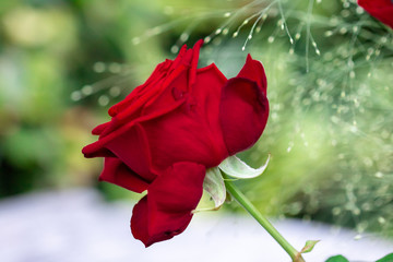 Red rose isloated