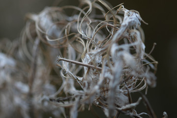 Macro shot of small white branches
