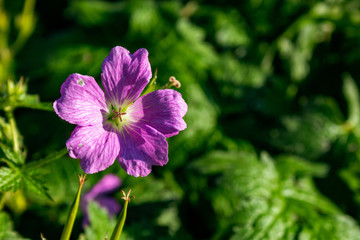 Obraz premium purple flower in the garden