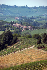 Fototapeta na wymiar grapes with aerial view of the village, italy, piemonte
