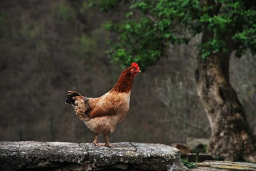 Chicken in the Farm