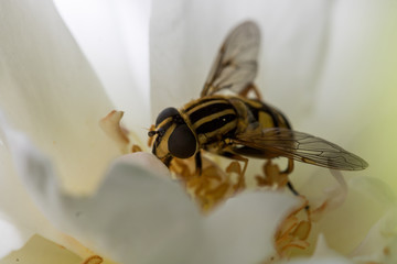 Macro shot of a bee on a flower