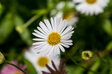 Macro shot of a daisy