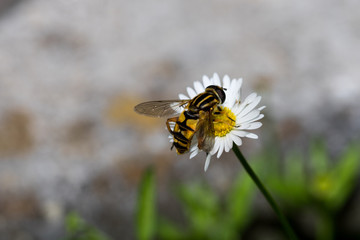 Macro shot of a bee on a flower