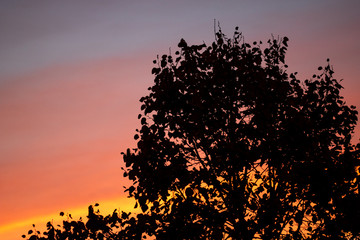 Sunset with tree silhouettes