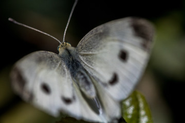Macro shot of a butterfly