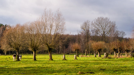 Krajobraz wiejski, Jesień na Podlasiu, Dolina Narwi, Polska © podlaski49