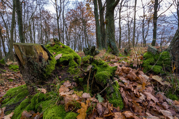 Krajobraz wiejski, Jesień na Podlasiu, Dolina Narwi, Polska © podlaski49