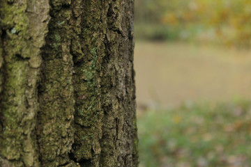 bark of a tree