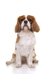 Cavalier King Charles Spaniel dog sitting isolated on a white background