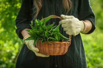 Woman holding a basket full of nettle. Nettle harvest. Fresh herbs. Healthy diet.